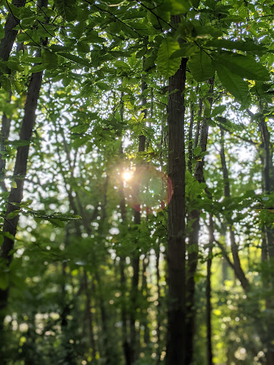Blue Oaks - Thumbnail