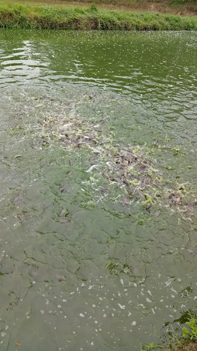 park