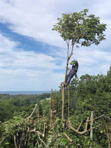 Limb-it-Less Tree Services - Thumbnail
