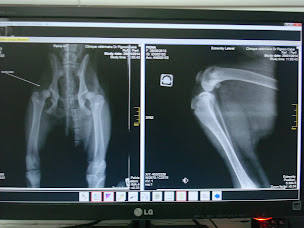 Photo n°36 de Docteur Pignon-cabe Emmanuelle-Clinique Vétérinaire à Paris (Urgences vétérinaires)