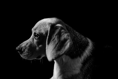 Jessica Flandrin Photographie