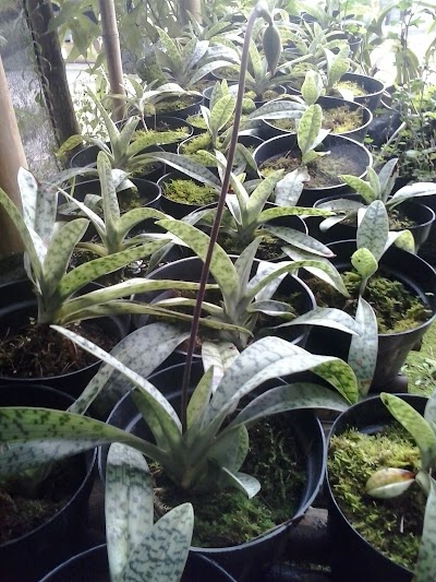 Photos of toko bunga anggrek selo