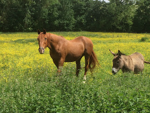 Photo n°1 de Vakantiehuisje à Neuilly-le-Dien (Agence de location de chalets)