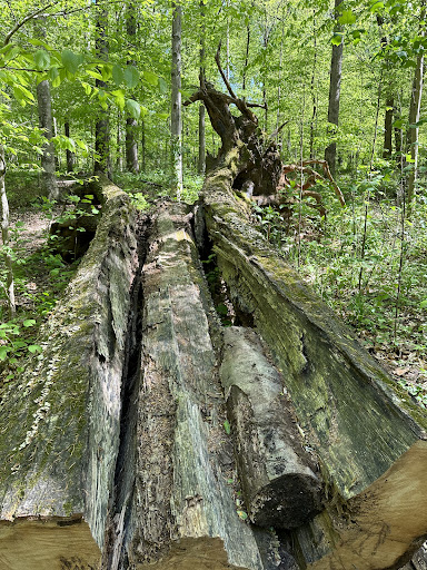 Frazer Forest - Visual