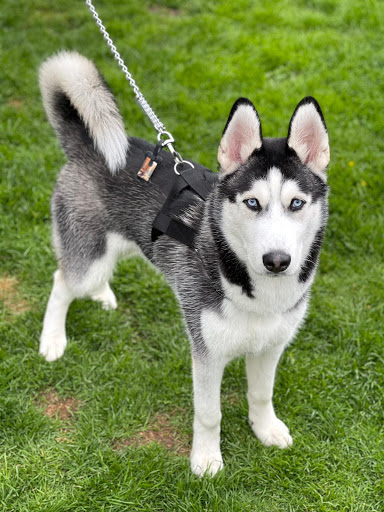 L&J Pets UK Gallery - United Kingdom