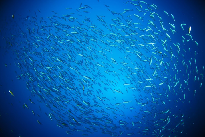 Portugal Dive by null