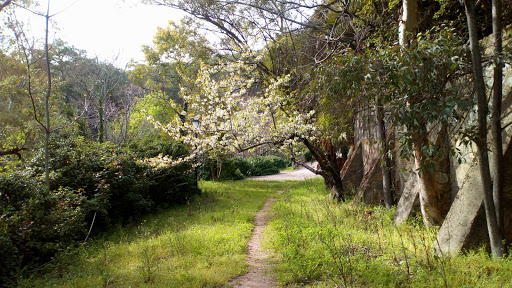 Ceimosa - Visual
