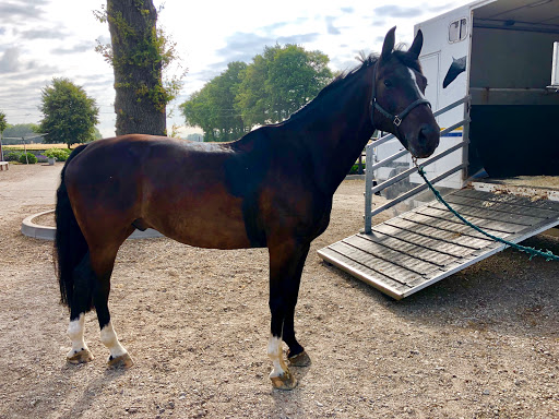 Driftwood Equestrian