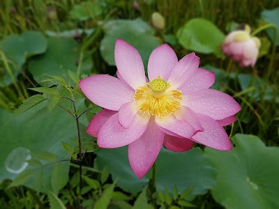 Photos of Gyeongpo Provincial Park