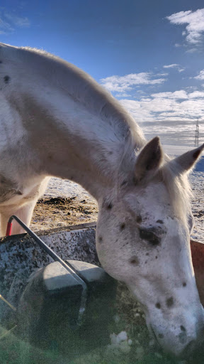 Reiten und Relaxen.de - Thumbnail