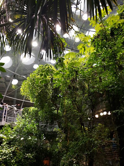 Osher Rainforest at the California Academy of Sciences