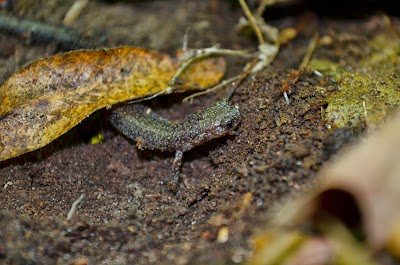Photos of Moraine Nature Preserve