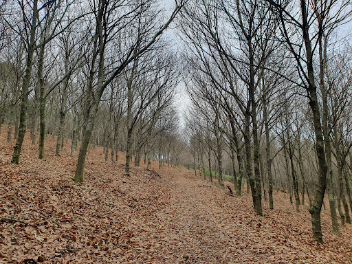 Parque Forestal do Monte Pedroso - Thumbnail