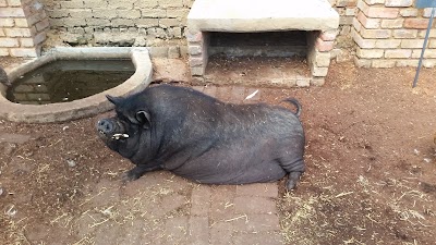 Photos of Kinderplaas Zoo