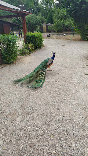 Parc Ornithologique de Bretagne - Thumbnail