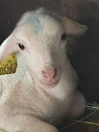 GAEC DE COURTILLES à Calmels-et-le-Viala