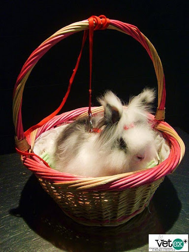 Vetex, Centro Veterinario de Animales Exóticos