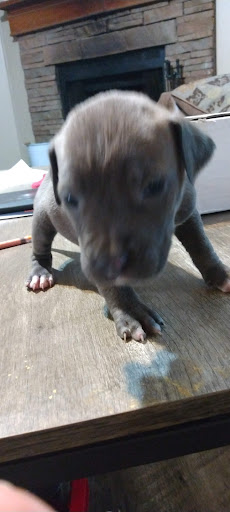 Morgan County Animal Shelter - Thumbnail