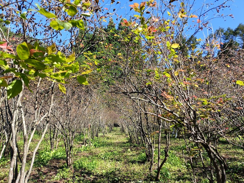 佐藤夏はぜ農園