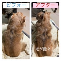 犬の整体と車いす工房あがり