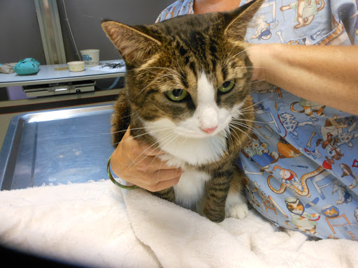 Forest Hill Veterinary Hospital - Thumbnail