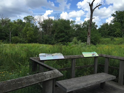 Dragonfly Marsh - Visual