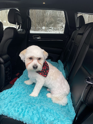 Carolyn's Pretty Pups - Thumbnail