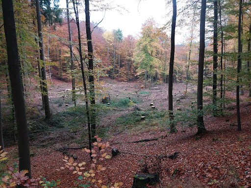 Sehenswürdiger Baum im Wald - Thumbnail