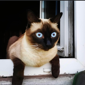 Bild: Kleintierpraxis Mag. Tudor V. Sandu Hauskatze