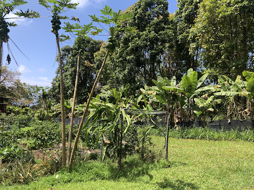 Big Island Farms - Thumbnail