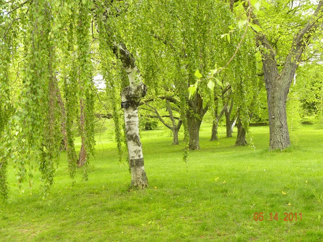 Arnold Arboretum of Harvard University