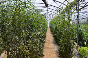 Photo n°2 de EARL les vergers des cabanes à Corbère-les-Cabanes (Ferme bio)