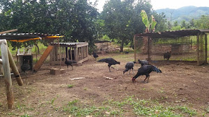 Hospedaje Coliseo de gallos a navaja bona vista 7