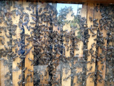 Photos of Casa Mierii