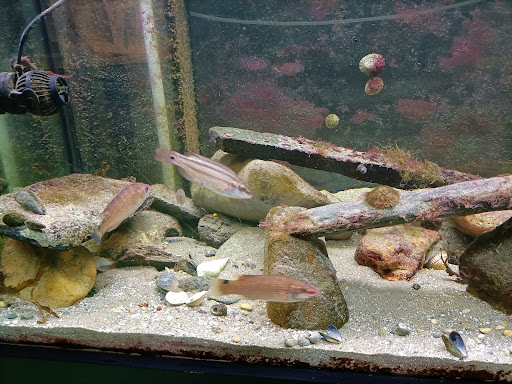 Sea Trust - Ocean Lab Aquarium - Thumbnail
