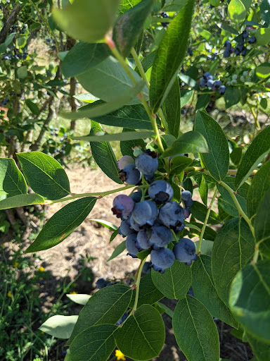 Gibson Farms U-Pick Blueberries - Thumbnail