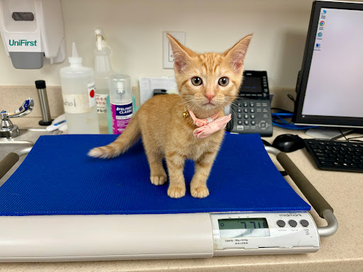 VCA Roberts Animal Hospital