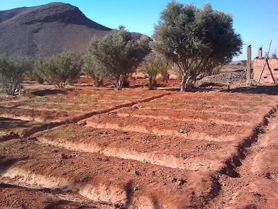 Photos of S S Targamait