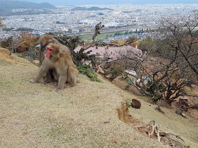 Iwatayama Monkey Park