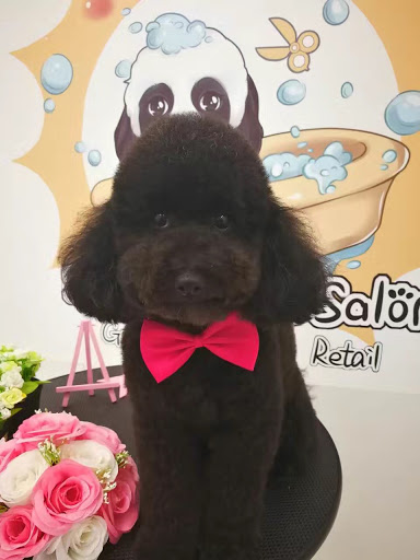 Sunny Dogs Salon Gallery - Australia