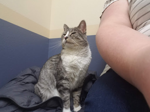 Aspen Commons Animal Hospital - Thumbnail