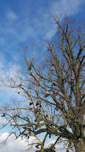 Stiefelbaum Hontheim - Thumbnail