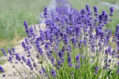 Big Sky Lavender Farms