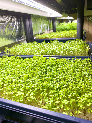 Growing Greens - Thumbnail