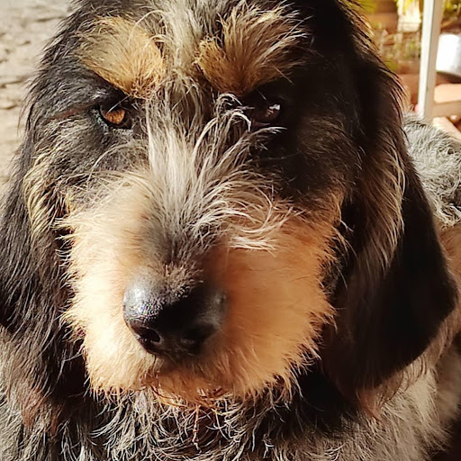 Bitxos Veterinaria i Perruquería