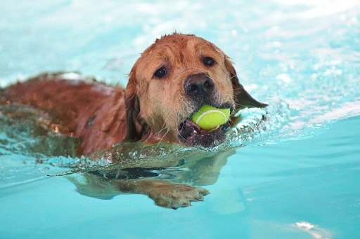 Sherwood Canine Fun Fitness And Mobility Swim Centre - Thumbnail