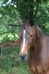 Photo n°14 de Ecurie CLV à Locoal-Mendon (Centre équestre)