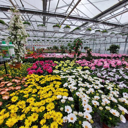 Blumen Klemke - Thumbnail
