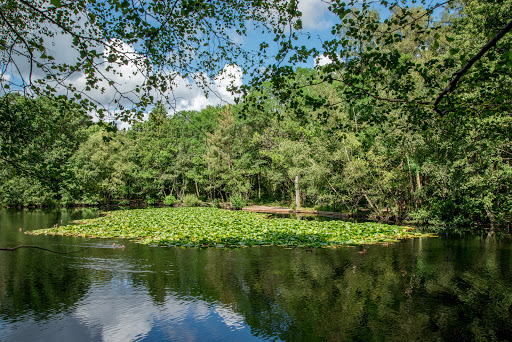 Heath Pool - Visual