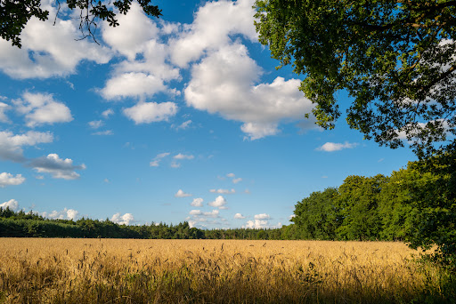 Maartensdijkse Bos - Utrechtslandschap Gallery - Netherlands